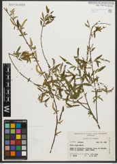 Foto von Salix nigra Marshall